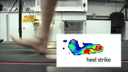 Is Heel Striking Better for the Achilles? NO!