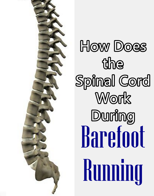 Nervous System Spinal Cord