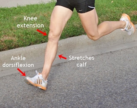 Heel Strike Running May Cause Calf Strain and Injury