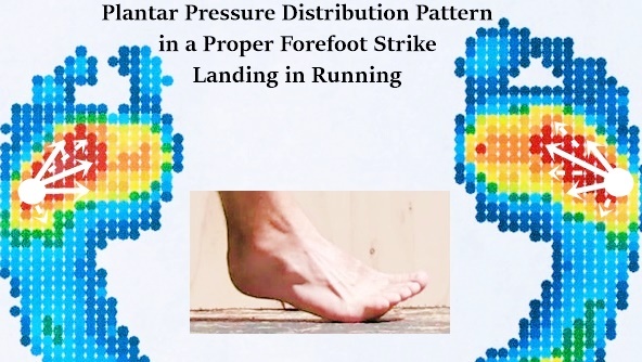 Plantar Pressure Pattern in a Forefoot Strike Landing During Running
